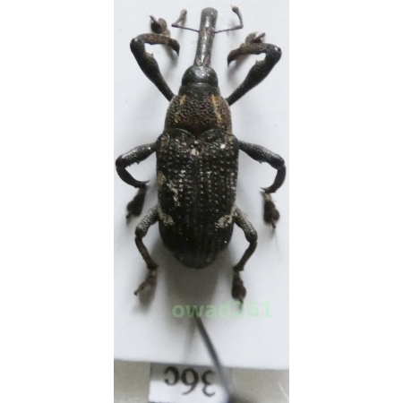 Cryptorrhynchinae sp. Philippines36c